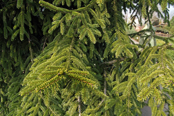 picea orientalis, commonly known as the oriental spruce or caucasian spruce Caucasian spruce, is a species of spruce native to the Caucasus and adjacent northeast Turkey. oriental spruce stock pictures, royalty-free photos & images