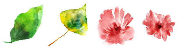 istock Four watercolor flowers and leafs on white. Set 1195602811
