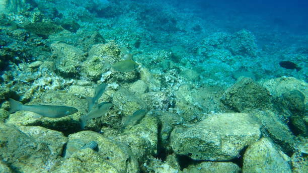 istock Flathead grey mullet, flathead mullet, striped mullet, black mullet, bully mullet, common mullet, grey mullet, sea mullet, mullet (Mugil cephalus) and marbled spinefoot, rivulated rabbitfish or surf parrotfish (Siganus rivulatus) 1195602992
