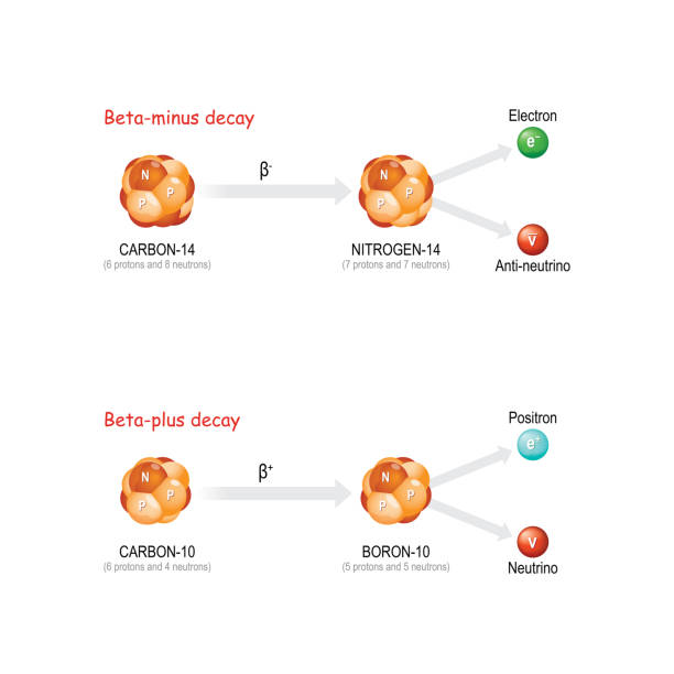 Beta-plus and Beta-minus decay Beta-plus and Beta-minus decay. The substance Change the number of protons in the nucleus and forms a new stable element (the total number of protons and neutrons remains the same). elementary particle stock illustrations