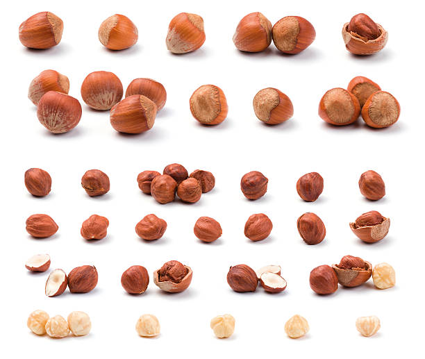 Hazelnuts collection  hazelnut stock pictures, royalty-free photos & images