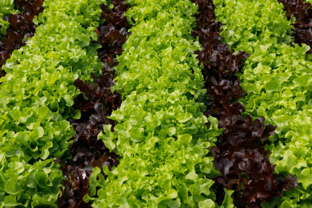 istock fresh green and red leaf lettuce 1195606347