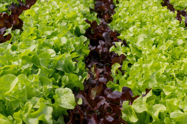 istock fresh green and red leaf lettuce 1195606374
