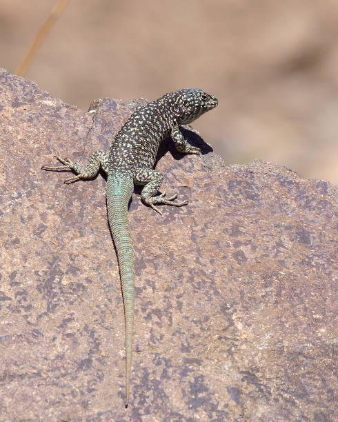 istock A large male Black Greenish Lizard unbathes on a rock 1195608981