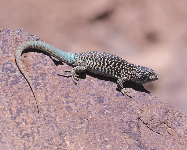 istock A large male Black Greenish Lizard unbathes on a rock 1195609019