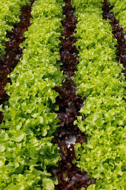 istock fresh green and red leaf lettuce 1195609115