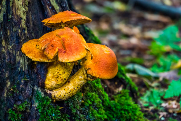 greville pilze in makro-nahaufnahme, essbare pilz-specie aus den wäldern europas - bodied stock-fotos und bilder