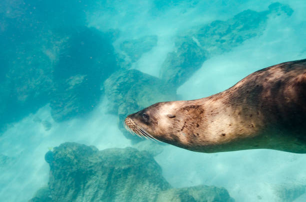 istock Galapagos Sea Lion swimming underwater 1195611641