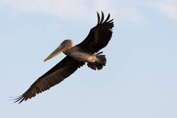 istock Brown Pelican in the Galapagos Islands, Ecuador. 1195611743