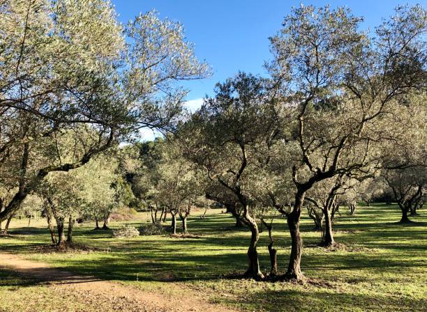 drzewo oliwne w prowansji - francja - homegrown produce environment green forest zdjęcia i obrazy z banku zdjęć