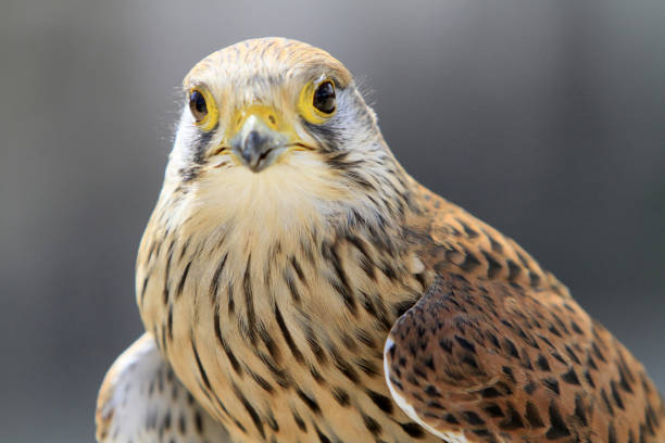 istock Kestrel. France. 1195614013