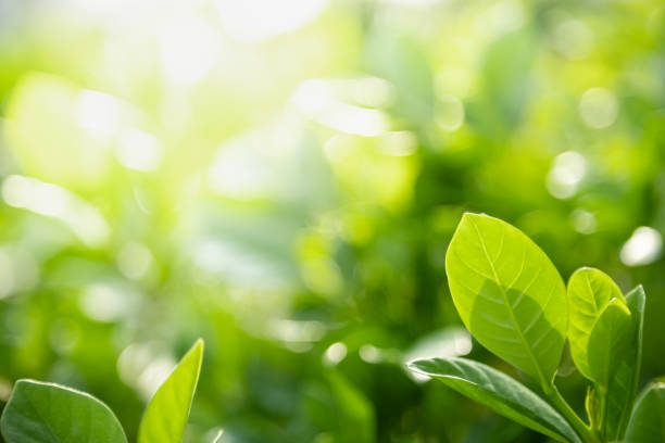 istock Close up of nature view green leaf on blurred greenery background under sunlight with bokeh and copy space using as background natural plants landscape, ecology wallpaper concept. 1195614227