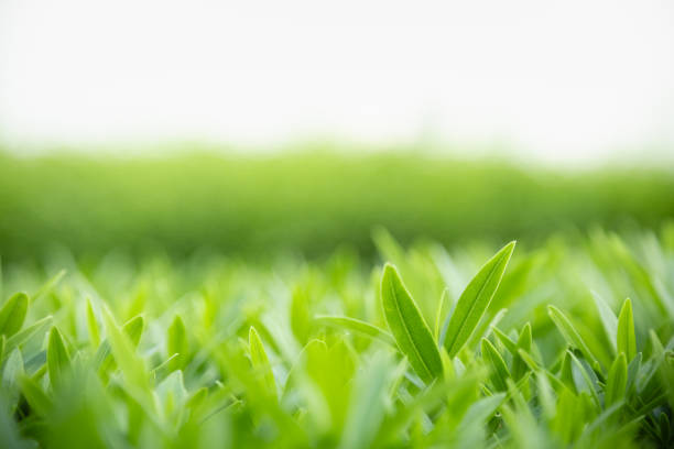 istock Close up of nature view green leaf on blurred greenery background under sunlight with bokeh and copy space using as background natural plants landscape, ecology wallpaper concept. 1195614237