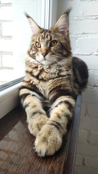 istock Maine coon lies on a windowsill against a white brick wall, selective focus 1195614849