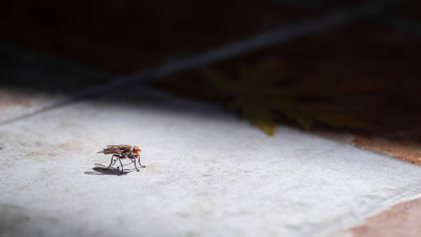 primo piano di volo nel pavimento, occhi e dettagli delle ali - hoverfly nature white yellow foto e immagini stock