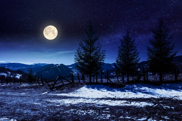 istock spruce trees on the mountain hill at night 1195616351