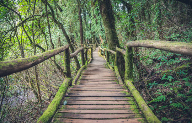 istock Canopy walkway in tropical forest. Bridge into the jungle 1195616780