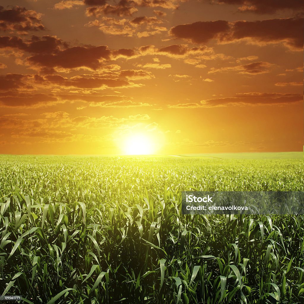 Zachód słońca i zielonej trawie. - Zbiór zdjęć royalty-free (Bez ludzi)