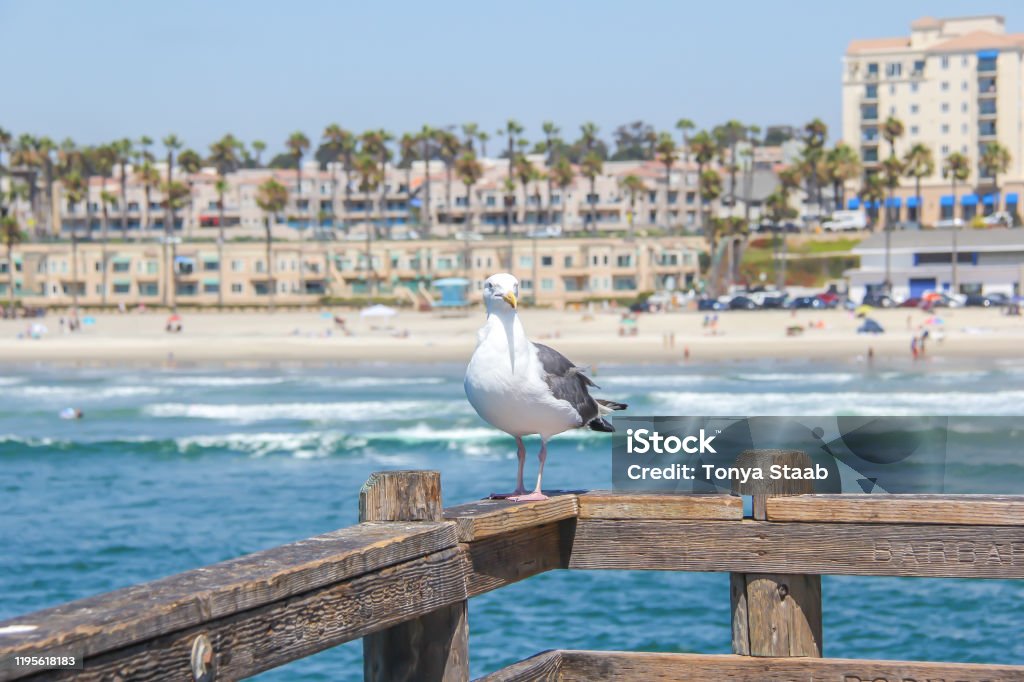 A seagull on the Oceanside Pier A seagull perched on the pier overlooking the Pacific Ocean and waves with Oceanside California in the background. California Stock Photo