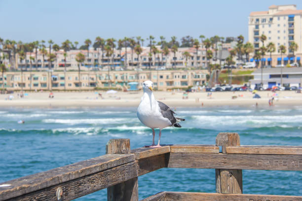 A seagull on the Oceanside Pier stock photo