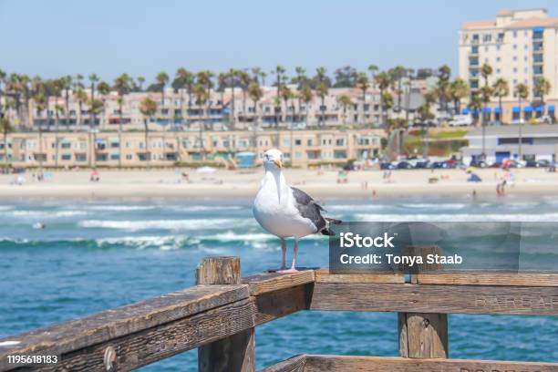 A Seagull On The Oceanside Pier Stock Photo - Download Image Now - California, Beach, Bird