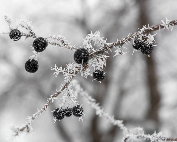istock Hoar frost on a winter day 1195618316