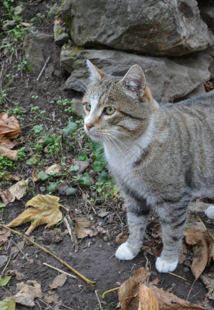 istock portrait of a cat 1195618382