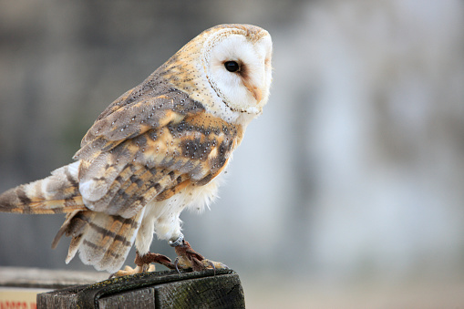 France. 07/06/2012. This colorful image depicts a barn owl.