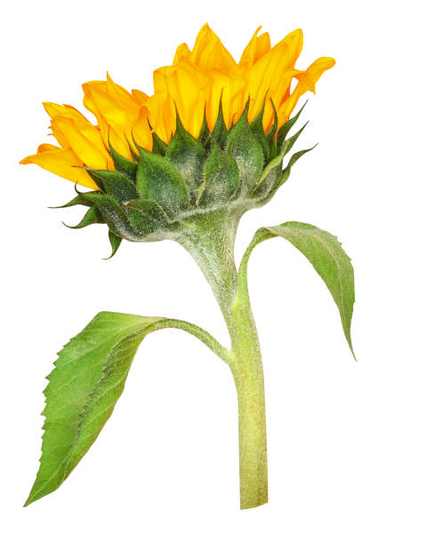 istock Closeup of yellow sunflower 1195621093