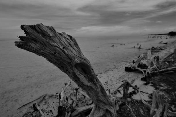 istock Tree stump like a sculpture by nature 1195621715