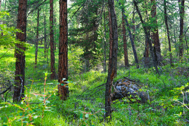 istock Pine forest on summer day. Hiking in taiga 1195621781