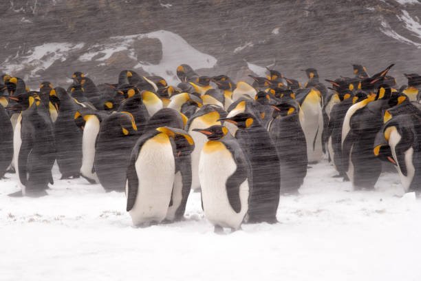 king penguins stehen im schneesturm in st. andrews bay auf south georgia island - penguin colony nobody horizontal stock-fotos und bilder