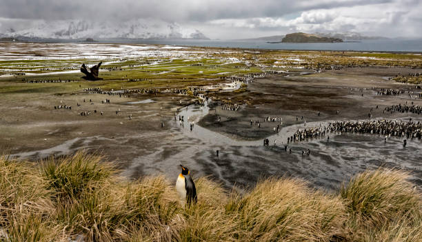 King Penguins at St. Andrews Bay on South Georgia Island Skua flies over a king penguin on a bluff overlooking St. Andrews Bay on South Georgia Island king penguin stock pictures, royalty-free photos & images