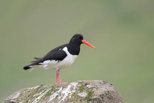 istock Eurasian oystercatcher (Haematopus ostralegus) 1195622023