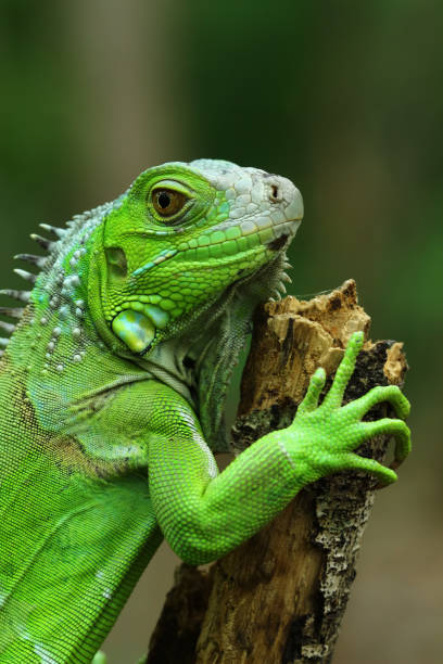 istock Green iguana on branch 1195622666