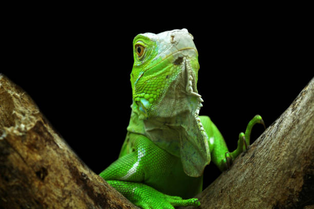 istock Green iguana on branch 1195622702
