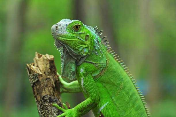 istock Green iguana on branch 1195622730