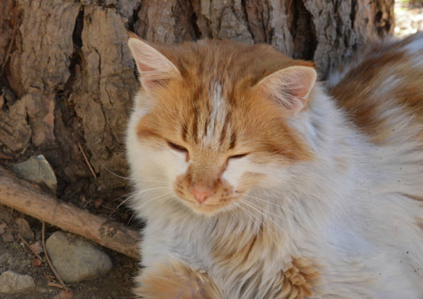 istock portrait of a cat 1195622878