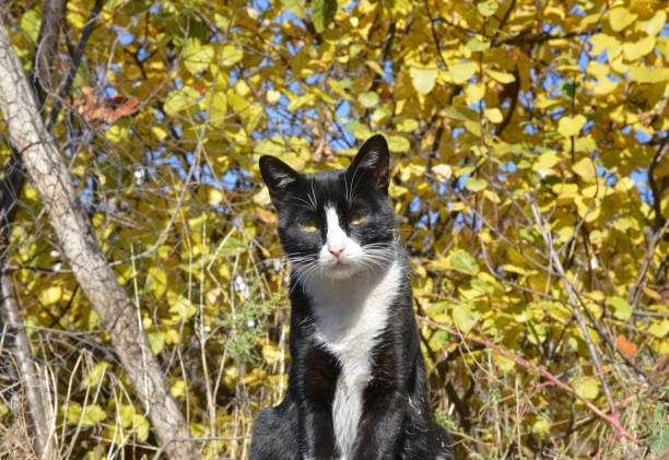 portrait of a cat in the garden