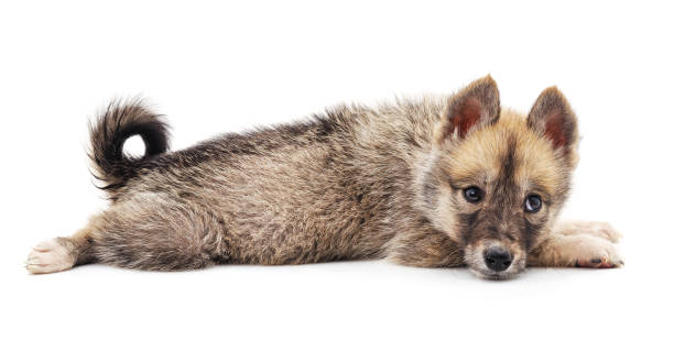 istock One dog lying down. 1195623789