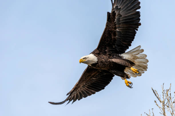istock Flight of a California Bald Eagle 1195624105