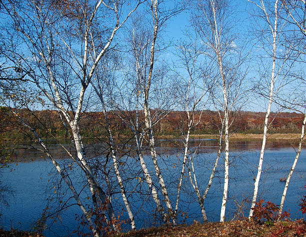 Birches in the Autumn stock photo