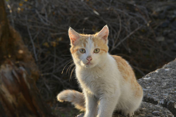 portrait of a cat in the garden