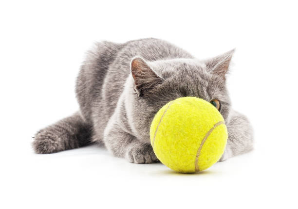 istock Cat with a tennis ball. 1195625827
