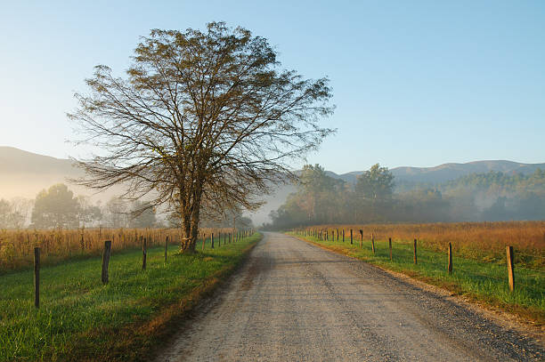 istock tree on Hyatt Lane in Cades Cove 119562610
