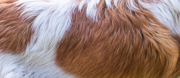 white and brown dog hair
