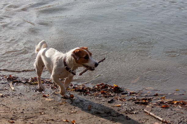 istock Puppy jack russell terrier plays with a stick by the river 1195626842