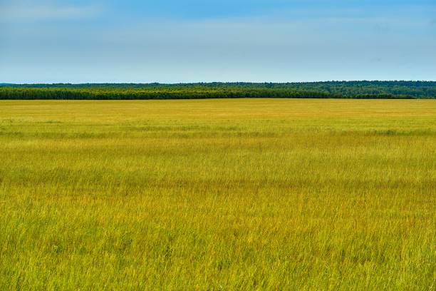 istock Agricultural landscape with green field 1195627149