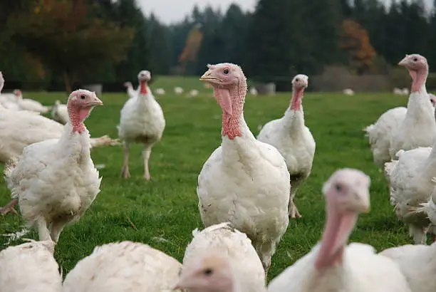 Photo of Free Range Organic Turkeys