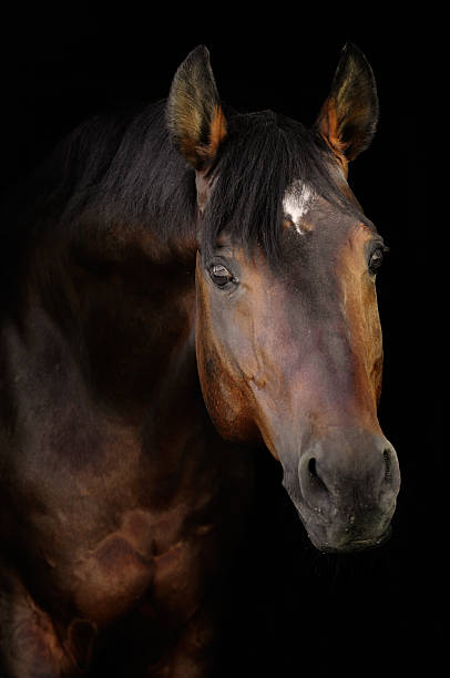 istock bay horse in darkness 119562765